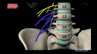 The Lumber Plexus  explained medicalstudent greysanatomy [upl. by Catha895]