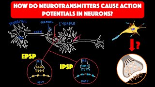 Postsynaptic potentials and summation [upl. by Araes]