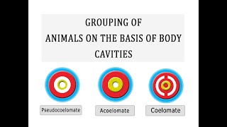 Grouping of Animals on the basis of Body Cavity [upl. by Pyne]