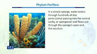 Phylum Porifear  Biodiversity amp EvolutionII  BT201Topic034 [upl. by Lati538]