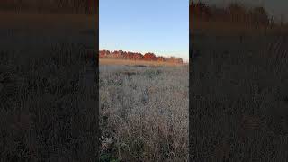 Pheasant Hunting Pt III pheasants pheasanthunting pheasant pheasant [upl. by Assirhc]