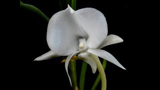 Orquídea Angraecum scottianum Muda  Orquídeas e afins [upl. by Htial]