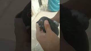 Neeli Dubaaz kabutari🔥🔥pigeonlovers birdspecies viralshorts shortsfeed shortvideos [upl. by Machute]