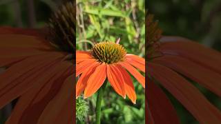 Sonnenhut Echinacea Orange Blüte [upl. by Izy]