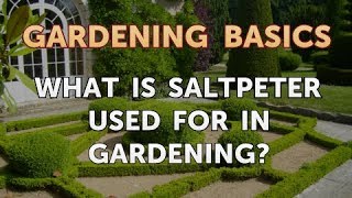 What Is Saltpeter Used for in Gardening [upl. by Button79]