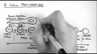 B Cells 3  Maturation [upl. by Moyra]