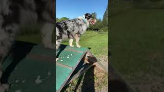 TopHundetraining dogtraining hundetraining hunde australianshepherd [upl. by Ailaro]