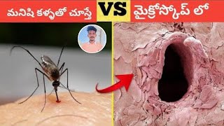 Things Invisible To The Eye Can Only Be Seen Under A Microscope In Telugu  Part2 2 [upl. by Galanti]