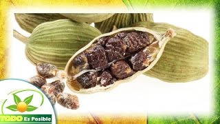 beneficios y propiedades del cardamomo para adelgazar  planta medicinal cardamomo usos como especia [upl. by Anehsuc]