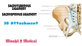 Sacrotuberous Ligament and Sacrospinous Ligament  3D Anatomy [upl. by Enedan993]