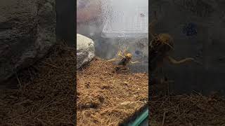 Giant Mantis hunting  18 insect prayingmantis animal shorts pets hierodula membranacea [upl. by Cristoforo839]