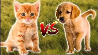 What percentage of people find kittens cuter than puppies [upl. by Caitrin]