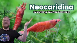 Neocaridina Shrimp  Everything You Need to Know [upl. by Alauqahs10]