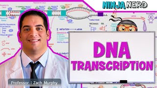 Cell Biology  DNA Transcription 🧬 [upl. by Blondy]