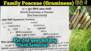 Family Poaceae in hindi  BSc 2nd year Botany third Semester [upl. by Eilis]