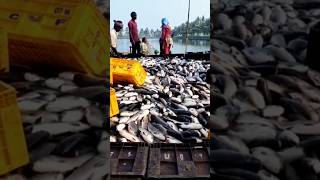 Macha chasa video  macha business  fish farming odisha [upl. by Fletcher70]