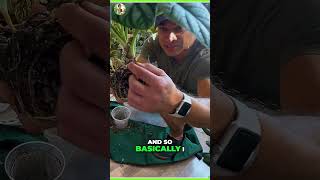 How to Multiply Your Alocasia Plants Propagation Made Easy [upl. by Afnin]