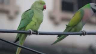 Redbreasted Parakeet safeguarding his girlfriend [upl. by Williamsen]