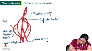 27 Elbow Anastomosis Anatomy  MBBS Lecture [upl. by Yniar321]