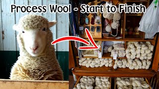 Raw Wool Processing Start to Finish  Sheep amp Alpaca Fleece [upl. by Myles]