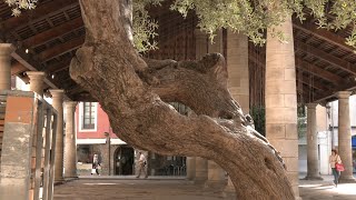 VOTV  LAjuntament de Granollers millorarà lespai de les oliveres a la plaça de la Porxada [upl. by Griffith476]