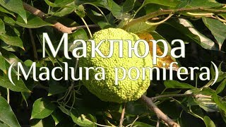 Маклюра Адамово яблоко Maclura pomifera [upl. by Alyce850]