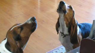 Basset Hounds Singing [upl. by Carlynne]