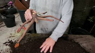 Planting Eremurus  Burncoose Nurseries [upl. by Palladin]