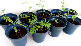 Caesalpinia Pulcherrima Red Bird of Paradise Propagation from Seeds [upl. by Aisinoid]