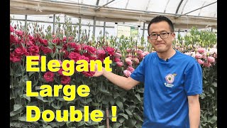 【SAKATA Lisianthus Open Days 2020】 34 Large double flower [upl. by Li950]