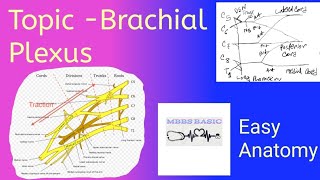 Topic Brachial PlexusAnatomy upper limbMBBS BASIC [upl. by Roddy]