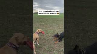 Pitbull Behavior Understanding Aggression in Pitbulls  Silence is the master key  Pitbull Video [upl. by Carpio]