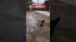 A mad dog bites a passerby who kicks it to death Animals Animals confusing behavior Dogs Dogs [upl. by Hesoj]