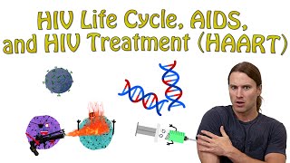 HIV Life Cycle AIDS and HIV Treatment HAART [upl. by Aitetel783]