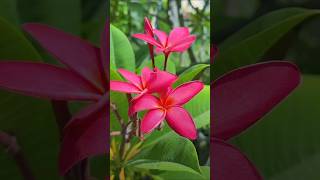 Beautiful plumeria flower flowers plumeria plumeriaflower shorts viralvideo beautiful nature [upl. by Hedi]