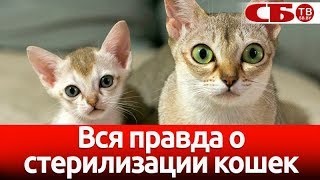 Стерилизация кошек  зачем это делать  мифы и правда [upl. by Swirsky]