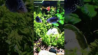 MMA Shorts  Opaline Gourami Fish  Blue Opaline Gourami  Planted Tank gourami gouramifish fish [upl. by Izmar]