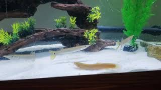 Larger Species Community Tank Hujeta Gar Pictus Catfish Dojo Loach Pleco [upl. by Eelrebma]