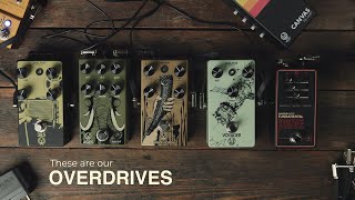 Walrus Audio Overdrive Comparison [upl. by Foulk]