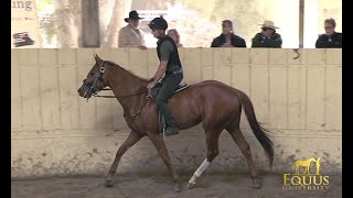 RETRAINING THE OFF THE TRACK THOROUGHBRED OTTB [upl. by Vasiliu]