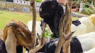 GOAT FARMING🐐🐐 OUR ACTIVITIES WITH TAME AND CUTE GOATS [upl. by Bruell346]