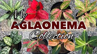 Different Varieties of Aglaonema  Common and Semi Rare Aglaonemas [upl. by Monie423]