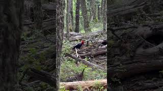 The most beautiful hiking in Patagonia National Parque outdoors torresdelpaine patagonia hiking [upl. by Everrs]