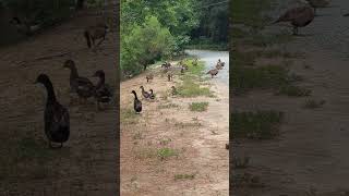 The Duck Parade to Goose Town Of course it would rain But it was good It hadnt rained in weeks [upl. by Rapp]