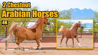 2 Gorgeous Chestnut Arabian Horses with Flaxen Manes amp Tails [upl. by Annam]