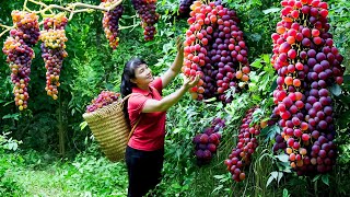 How to Harvest Grape goes To Market Sell  Harvesting and Cooking Tieu Vy Daily Life [upl. by Lyrahs]