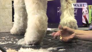 Grooming Guide  Labradoodle  Pro Groomer [upl. by Lyrpa533]