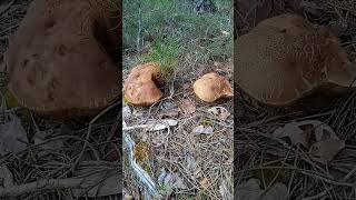 ⚠️ BOLETUS Pinophilus ⚠️ mayo 2024 [upl. by Adnot775]