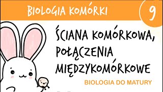 Cytologia 9  Ściana komórkowa i połączenia międzykomórkowe  biologia liceum do matury rozszerzona [upl. by Kutzer]