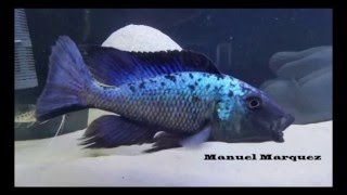 Fossorochromis Rostratus 1 [upl. by Anomis]